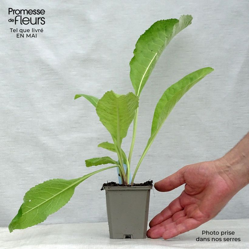 Spécimen de Inula helenium - Grande Aunée Godet de 9cm tel que livré au printemps