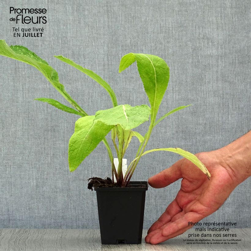 Spécimen de Inula helenium - Grande Aunée Godet de 8/9 cm tel que livré en été