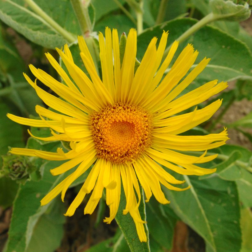 Inula orientalis - Aunée orientale (Floraison)