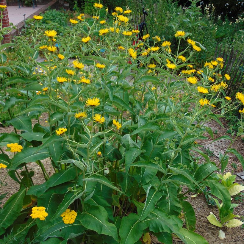 Inula orientalis - Aunée orientale (Port)