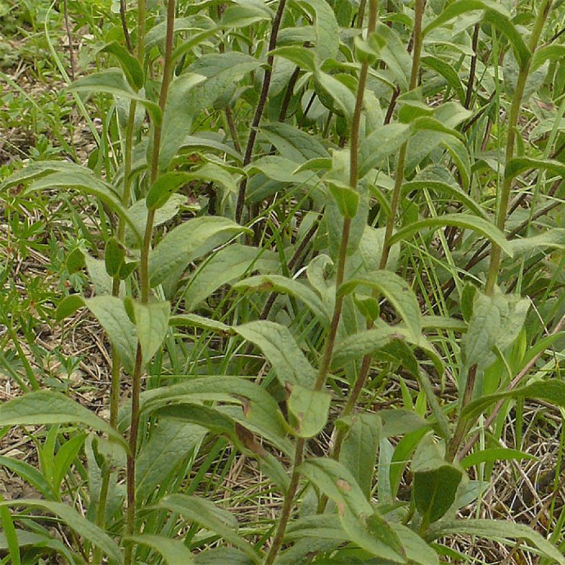 Inula racemosa Sonnenspeer - Aunée  (Feuillage)