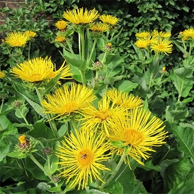 Inula racemosa Sonnenspeer - Aunée  (Floraison)