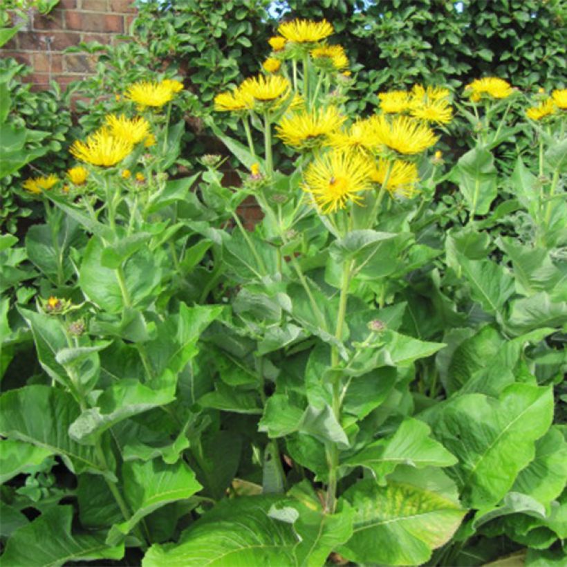 Inula racemosa Sonnenspeer - Aunée  (Port)