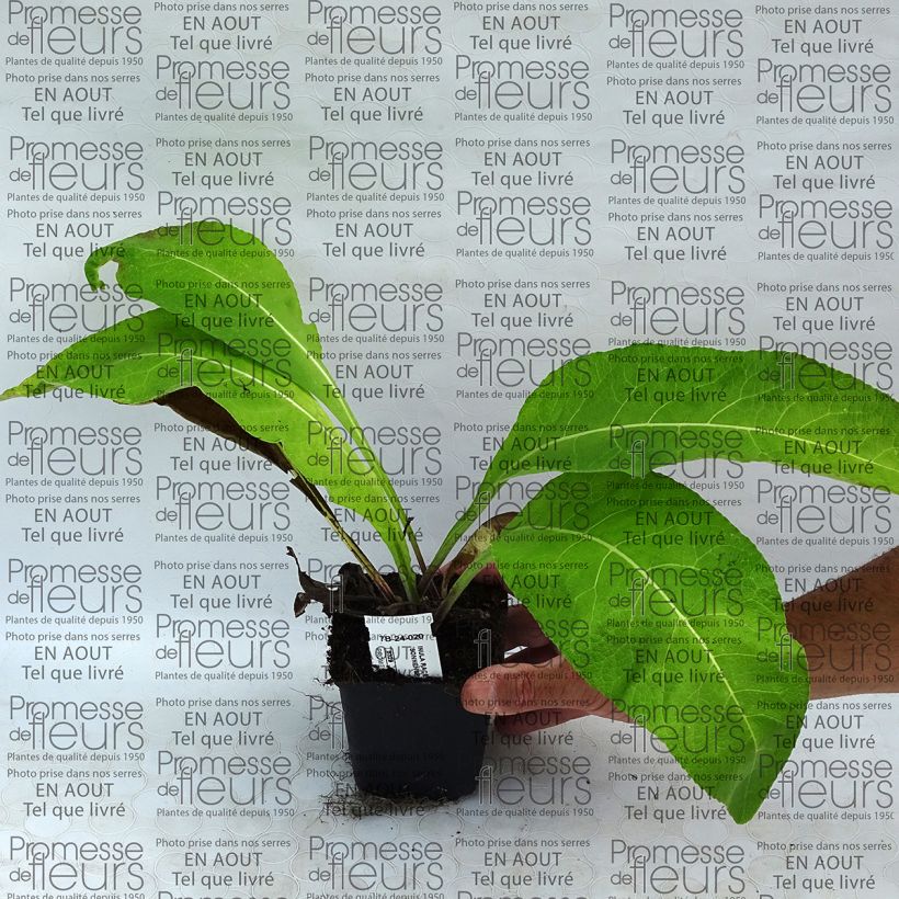 Exemple de spécimen de Inula racemosa Sonnenspeer - Aunée  Godet de 9cm tel que livré