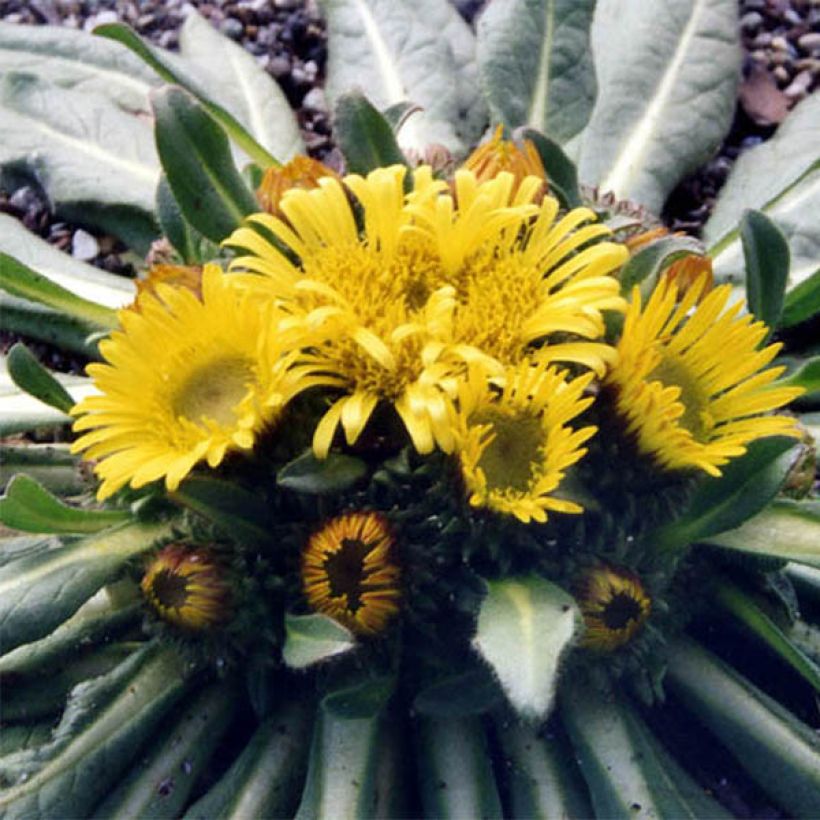 Inula rhizocephala (Floraison)