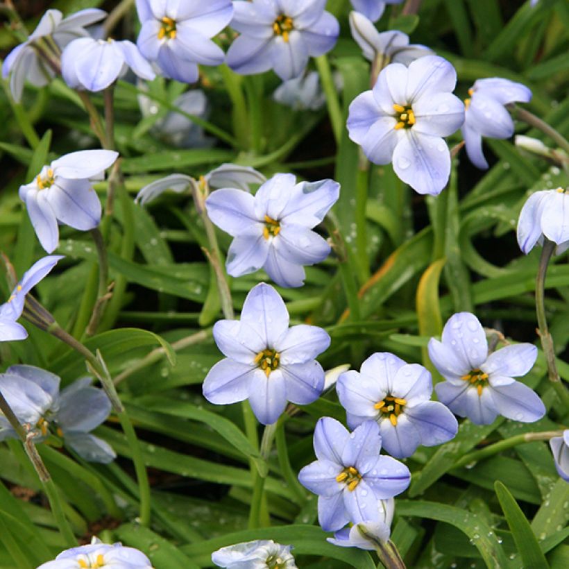 Ipheion Rolf Fiedler (Floraison)