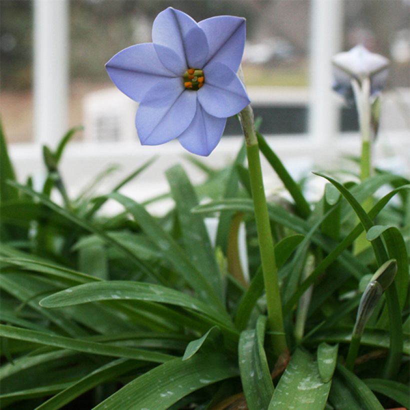 Ipheion Rolf Fiedler (Port)