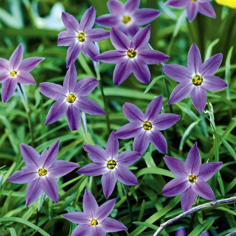 Ipheion uniflorum Froyle Mill - Etoile de printemps (Floraison)