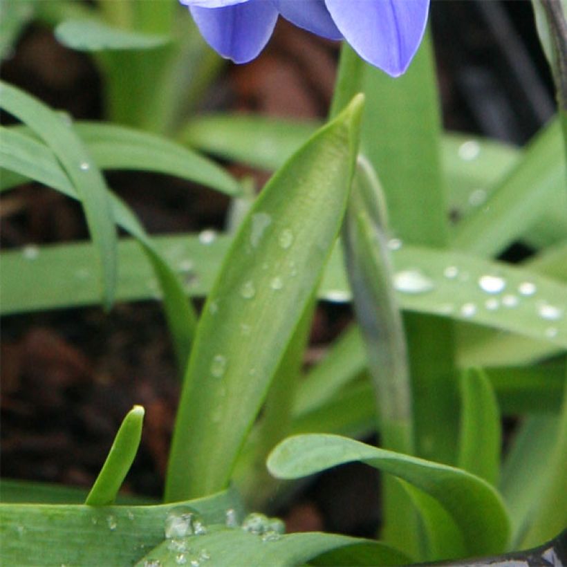 Ipheion uniflorum Jessie (Feuillage)