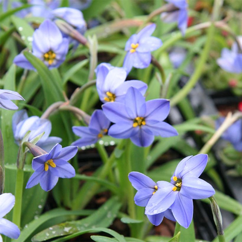 Ipheion uniflorum Jessie (Floraison)