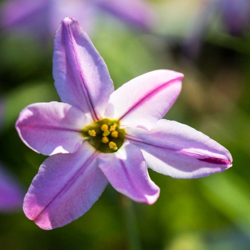 Ipheion uniflorum Tessa - Etoile de printemps (Floraison)