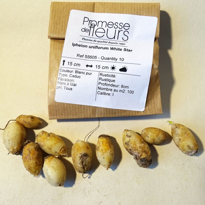 Exemple de spécimen de Ipheion uniflorum White Star Bulbe tel que livré
