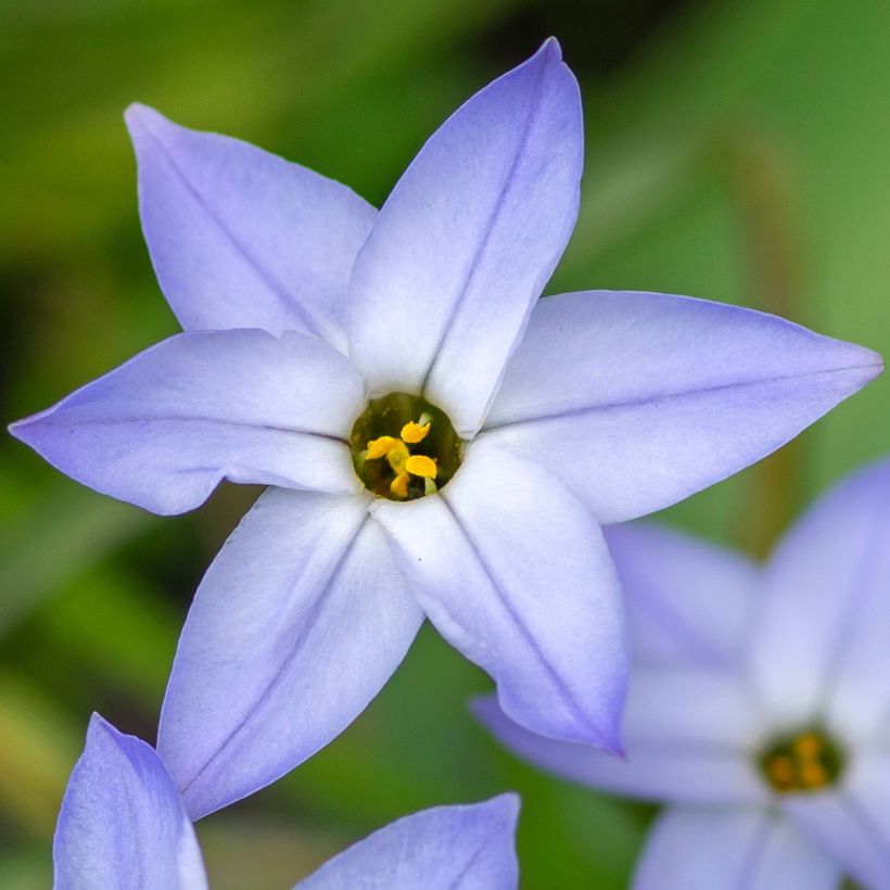 Ipheion uniflorum Wisley Blue (Floraison)