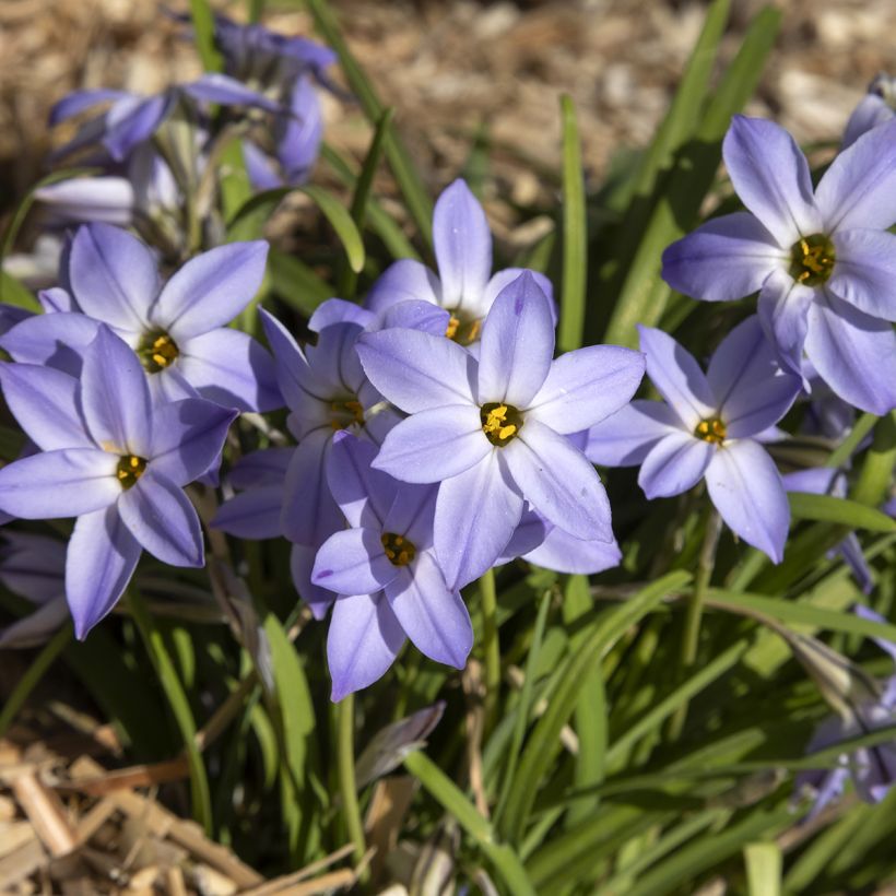 Ipheion uniflorum Wisley Blue (Port)