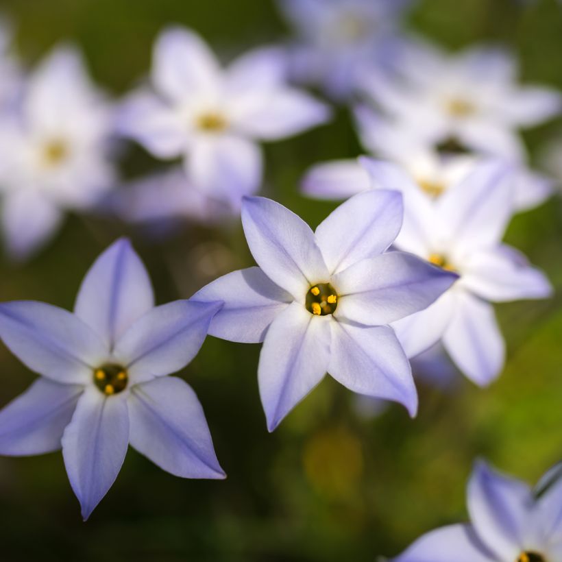 Ipheion uniflorum (Floraison)