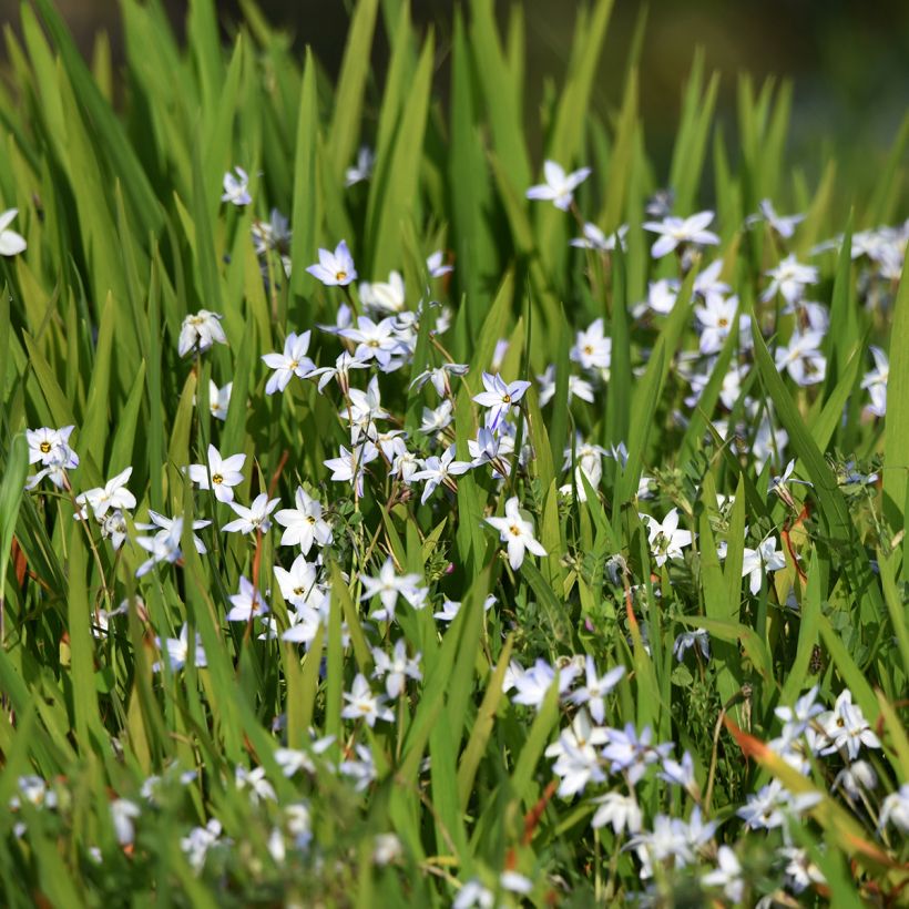 Ipheion uniflorum (Port)