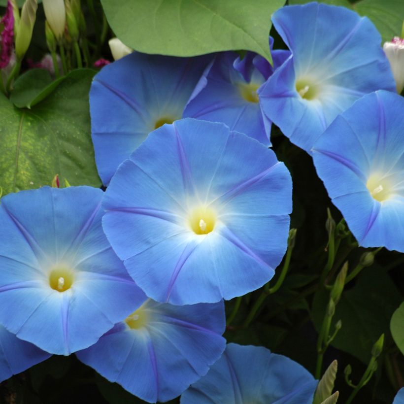 Graines d'Ipomée Heavenly Blue - Ipomoea tricolor (Floraison)