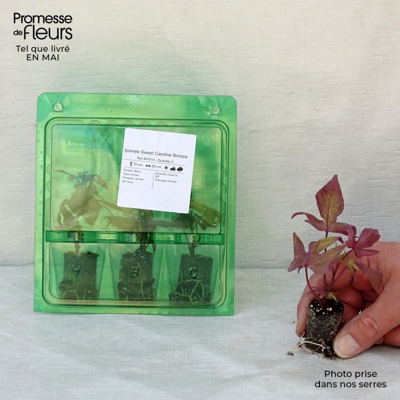 Spécimen de Ipomée Sweet Caroline Bronze Mini-motte 3 cm tel que livré au printemps