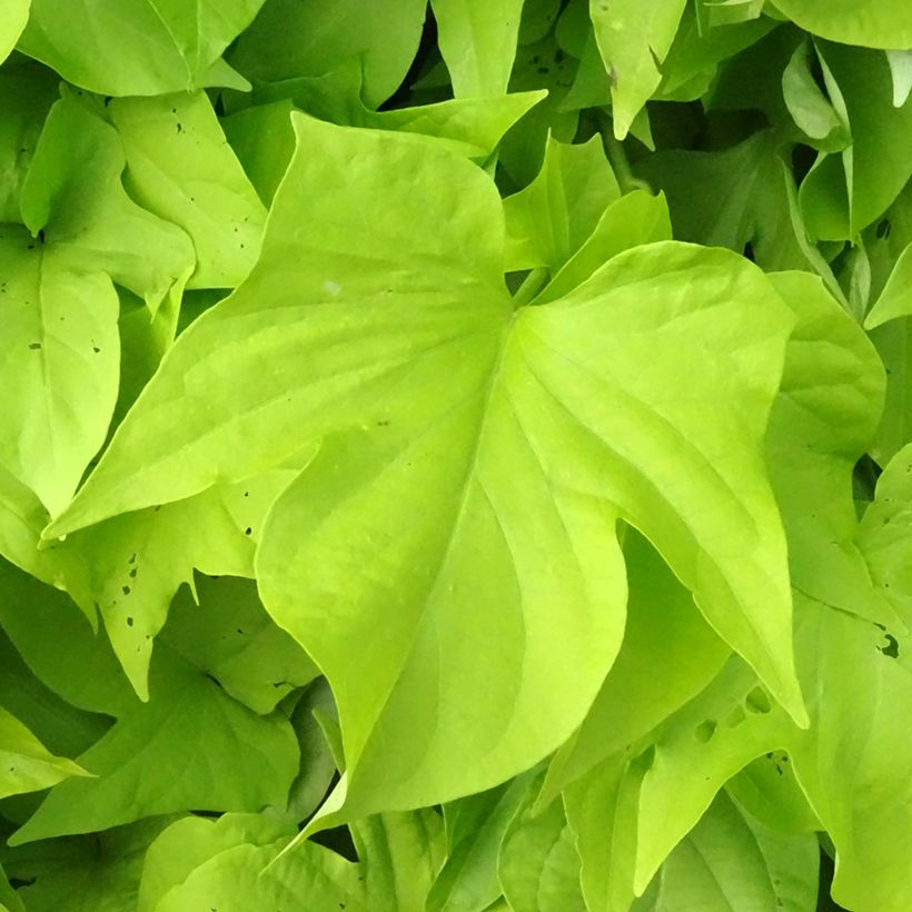 Ipomée Sweet Caroline Light Green (Feuillage)
