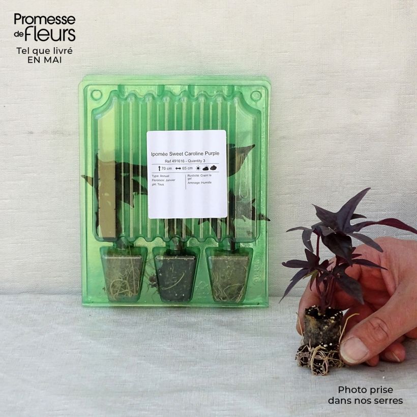 Spécimen de Ipomée Sweet Caroline Purple Mini-motte 3 cm tel que livré au printemps