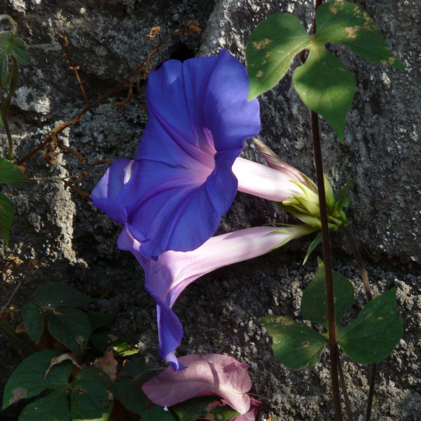 Ipomoea learii - Ipomée d'Inde (Floraison)