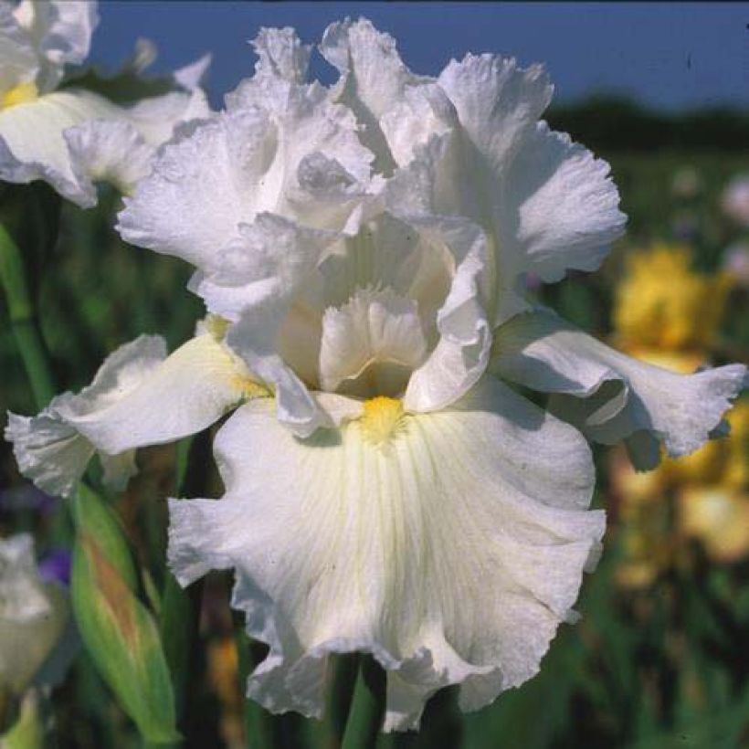Iris germanica Arctic Age (Floraison)