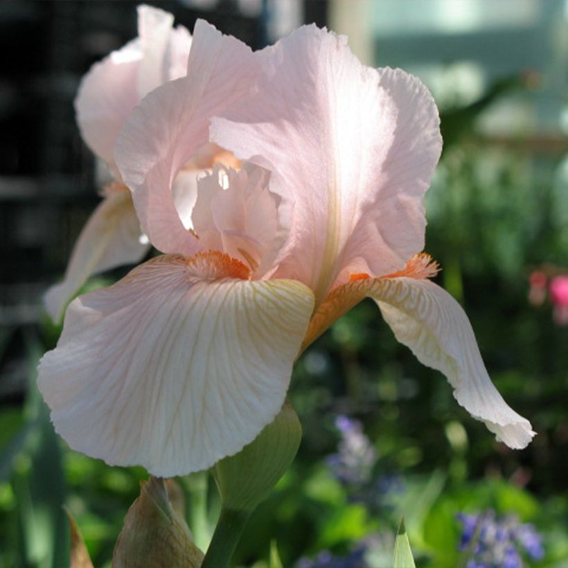 Iris Barbata-Elatior Edward of Windsor (Floraison)