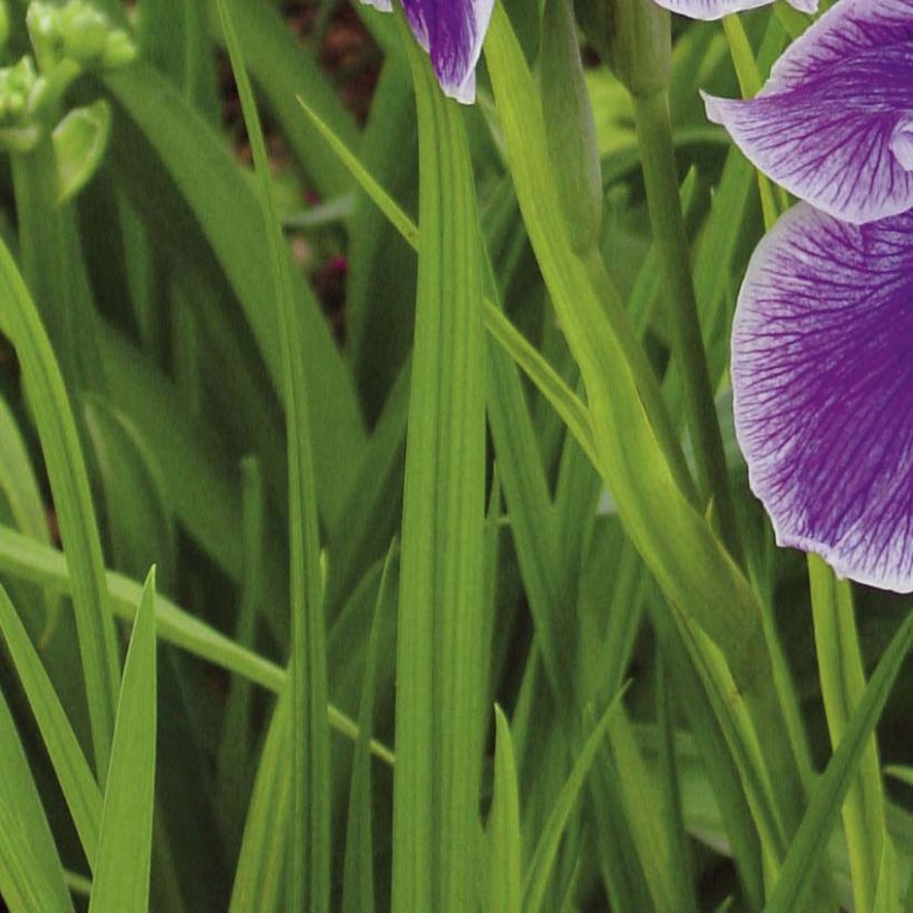 Iris du Japon - Iris ensata Crystal Halo (Feuillage)