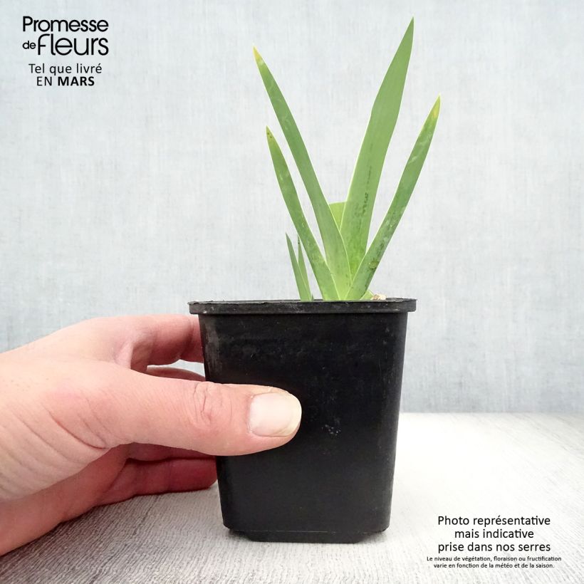 Spécimen de Iris Germanica Cimmaron Strip Rhizome ou godet tel que livré au printemps