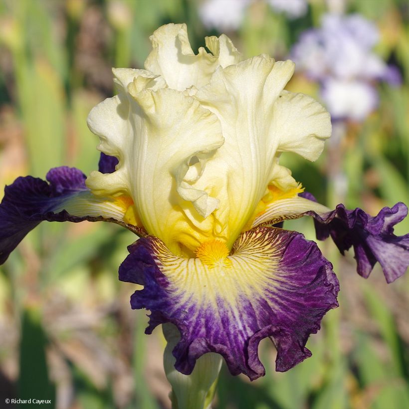 Iris germanica Italiques - Iris des Jardins (Floraison)