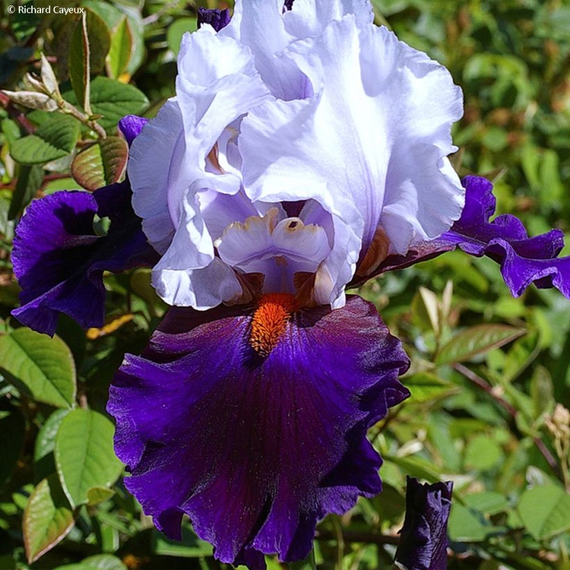 Iris Germanica Magnétisme - Iris des Jardins (Floraison)