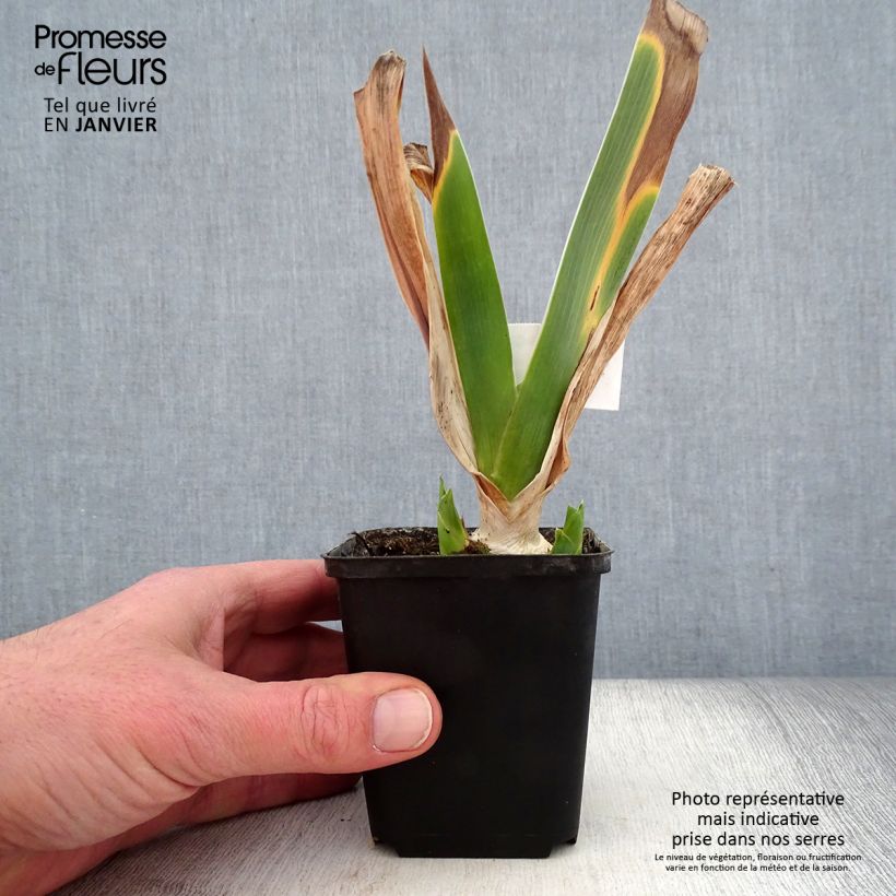 Spécimen de Iris Germanica Magnétisme - Iris des Jardins tel que livré en hiver