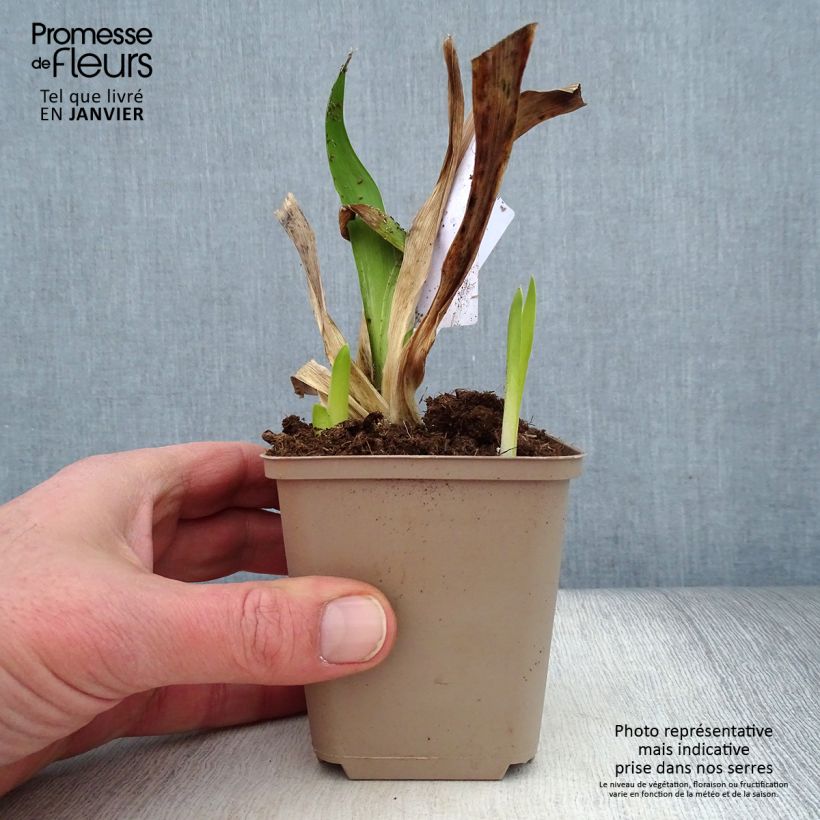 Spécimen de Iris Germanica Masque Noir - Iris des Jardins Rhizome, Calibre 10/15, qualité extra tel que livré en hiver