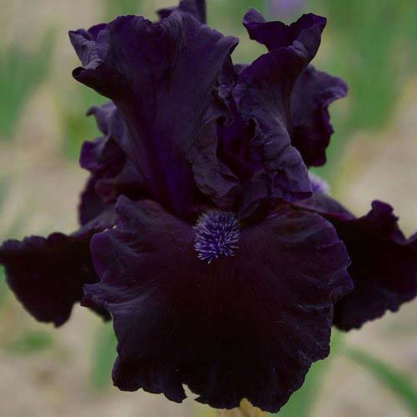 Iris germanica Obsidian (Floraison)