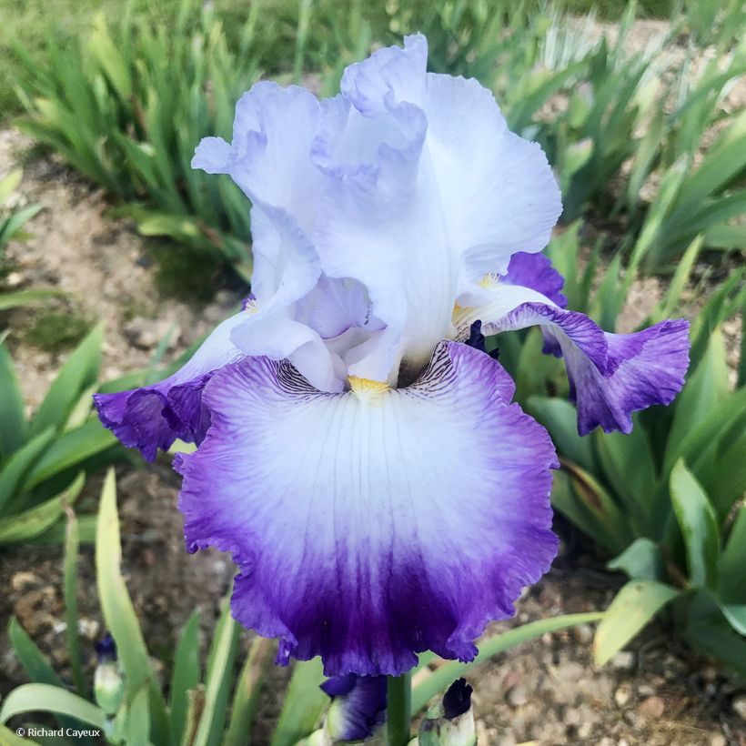 Iris germanica Pastel Printanier - Iris des Jardins (Floraison)