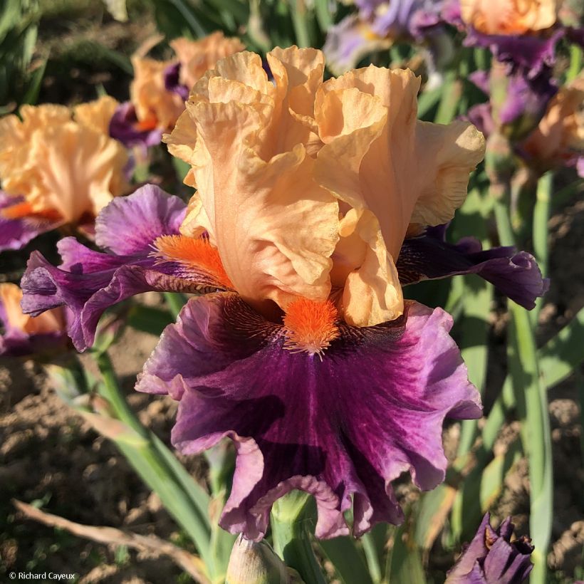 Iris Germanica So beau - Iris des Jardins (Floraison)