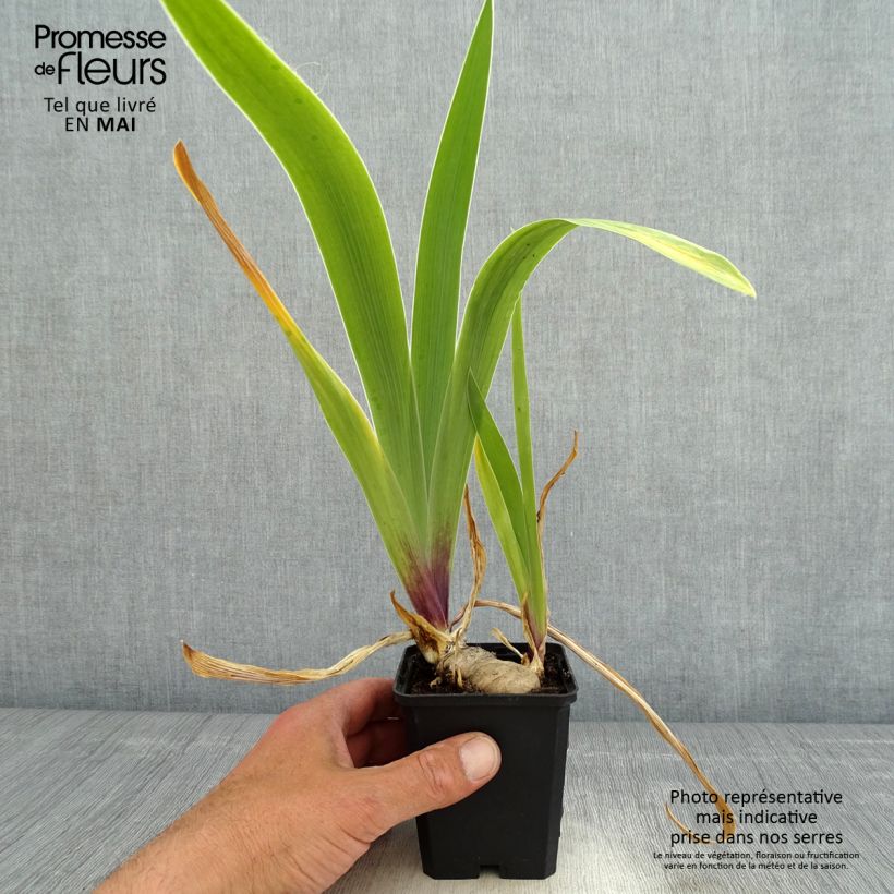 Spécimen de Iris Germanica So beau - Iris des Jardins Rhizome, Calibre 10/15, qualité extra tel que livré au printemps