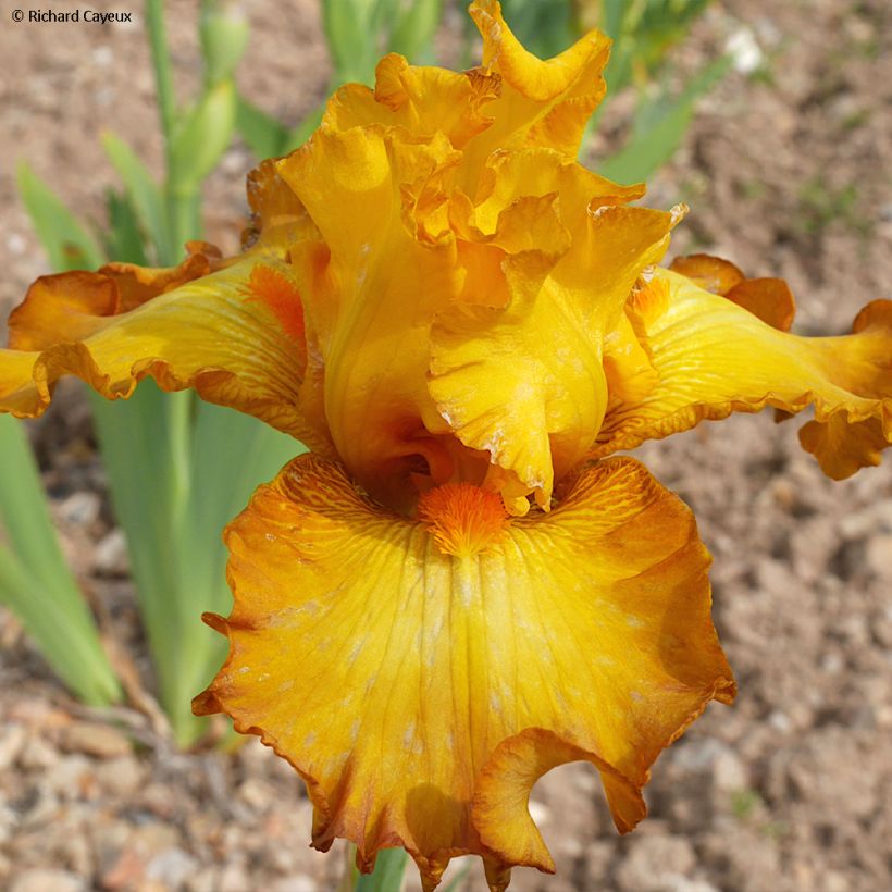 Iris Germanica Souffle Chaud - Iris des Jardins (Floraison)