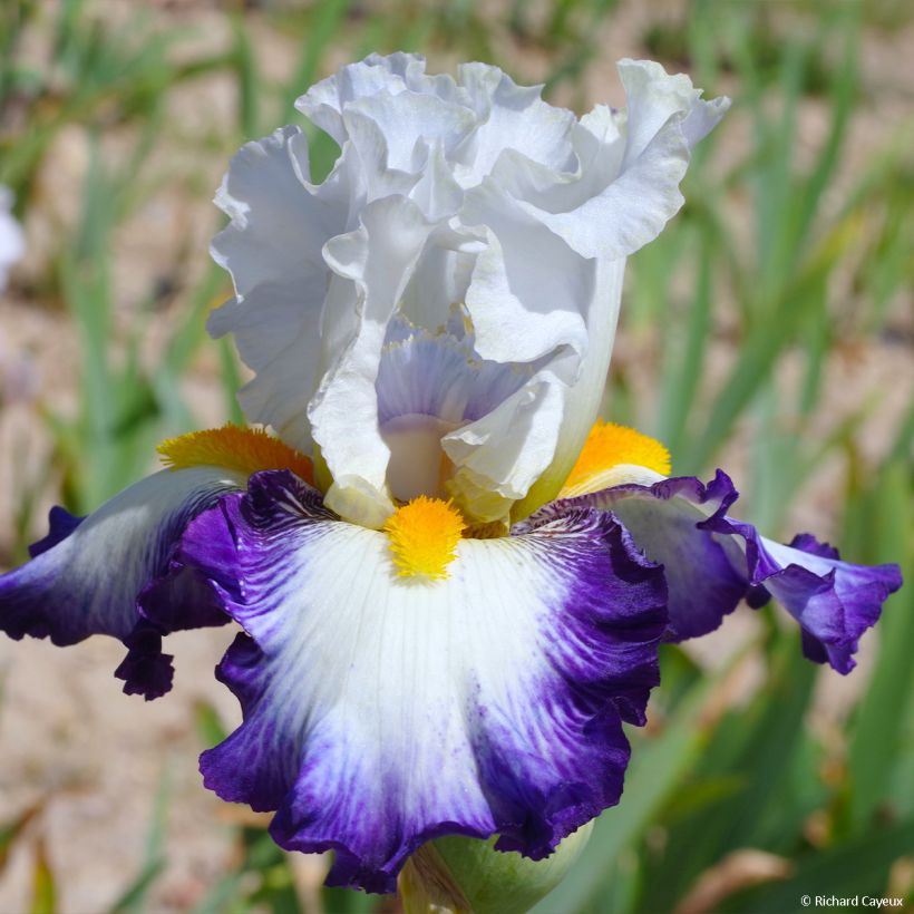 Iris germanica Virgule - Iris des Jardins (Floraison)