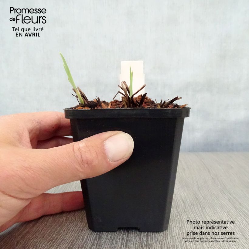 Spécimen de Iris Harpswell Happiness - Iris de Sibérie Godet de 9cm tel que livré au printemps