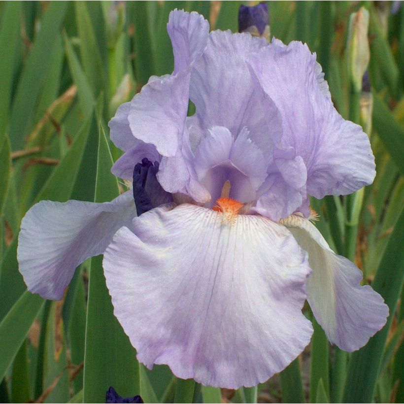 Iris germanica Late Lilac (Floraison)