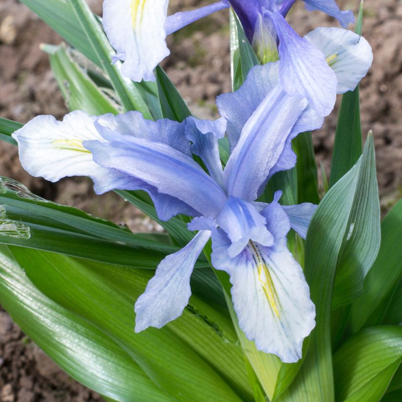 Iris aucheri - Iris botanique (Floraison)