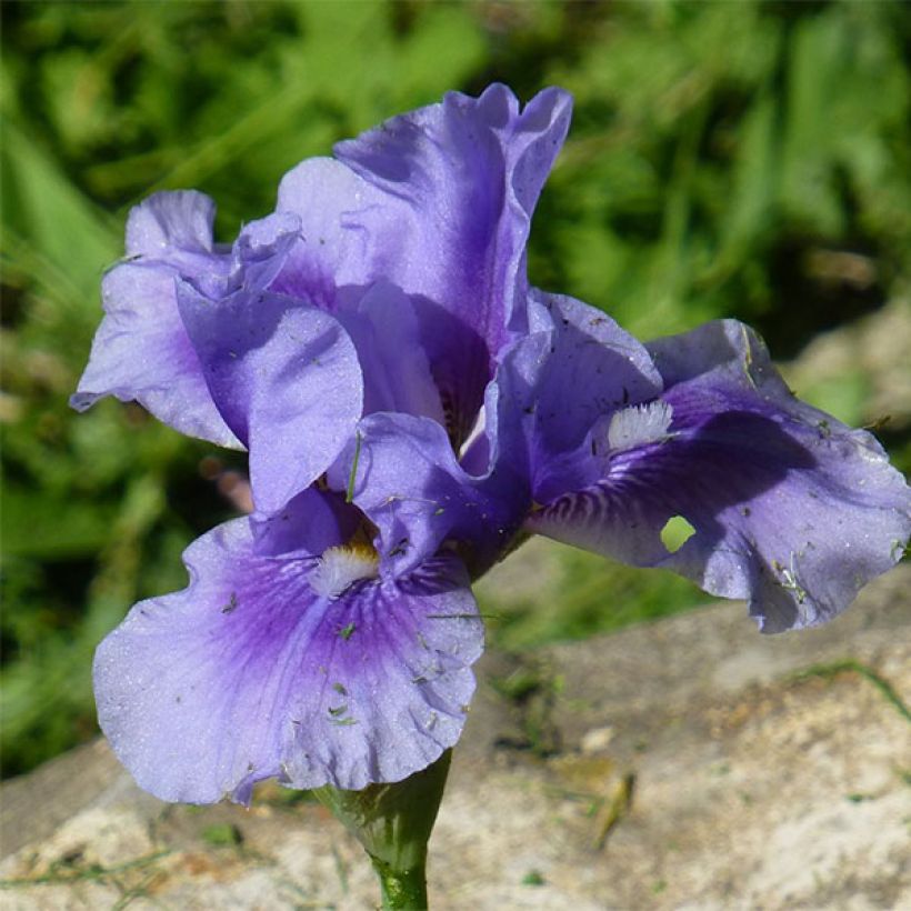 Iris Barbata-Media Bedtime Story (Floraison)