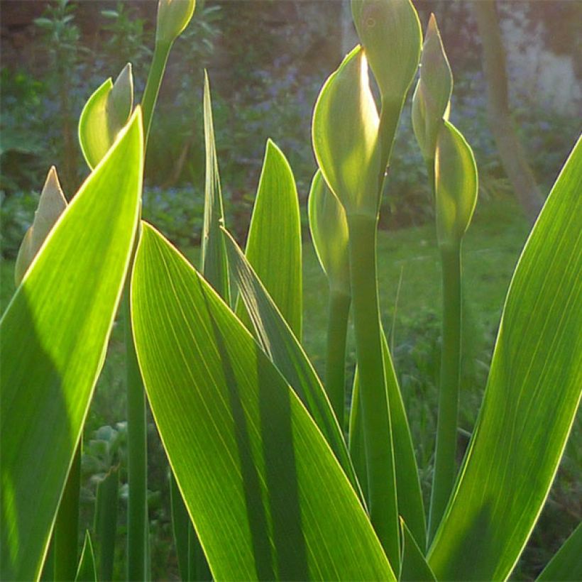 Iris Barbata-Media Maui Moonlight (Feuillage)