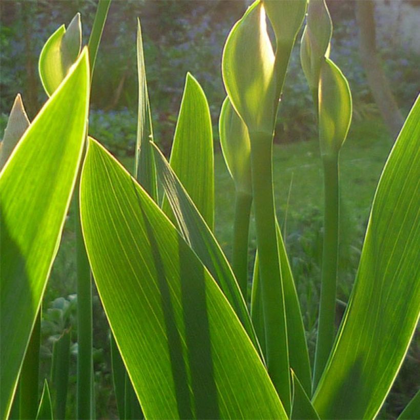 Iris Barbata-Elatior Superstition (Feuillage)