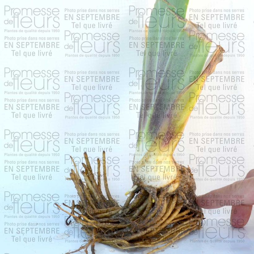 Exemple de spécimen de Iris germanica Blue Crusader tel que livré