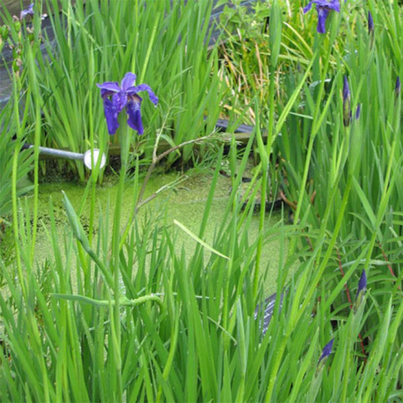 Iris bulleyana (Port)