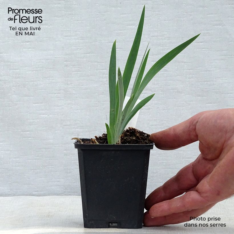Spécimen de Iris chrysographes Black Knight Godet de 9cm tel que livré au printemps
