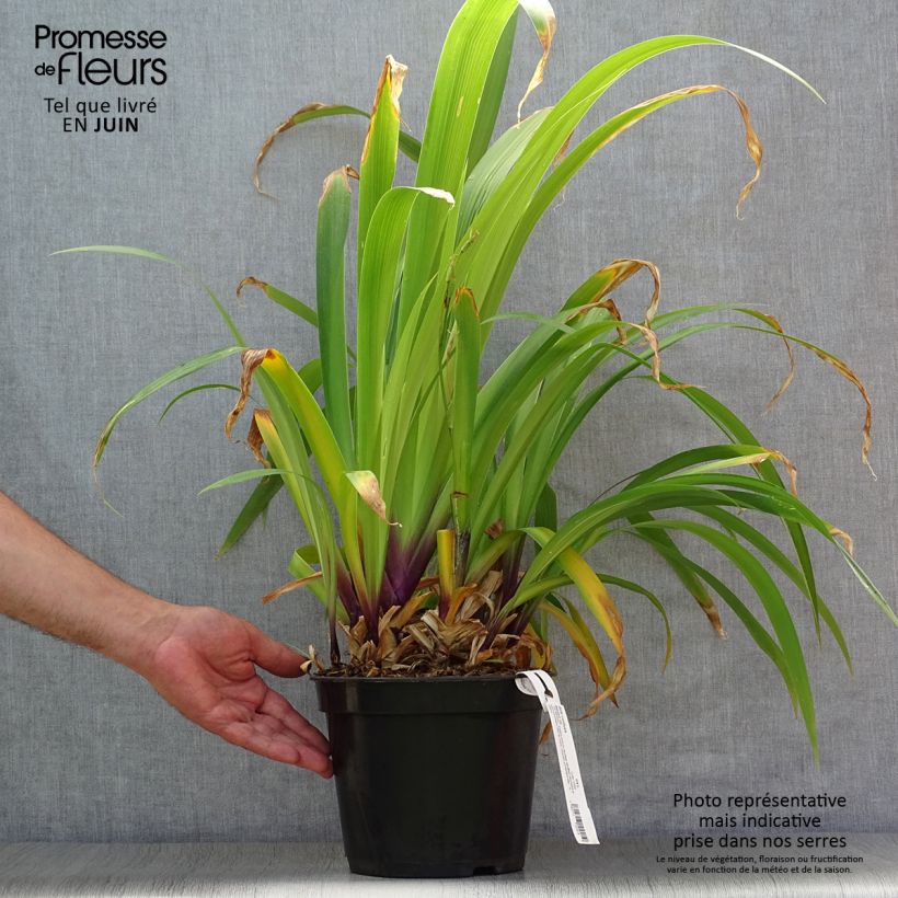 Spécimen de Iris confusa Martyn Rix - Iris bambou Pot de 3L/4L tel que livré en été