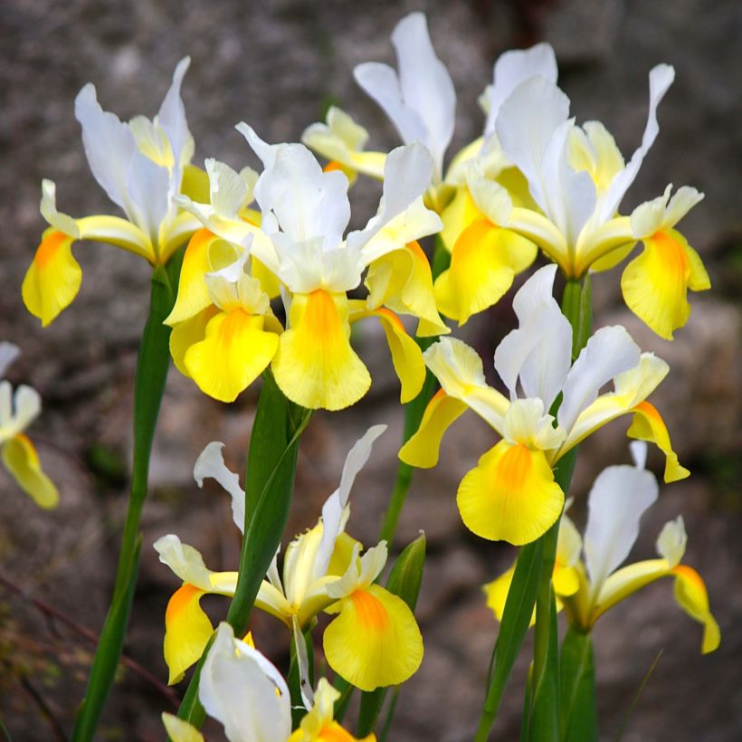 Iris de Hollande Apollo (Floraison)